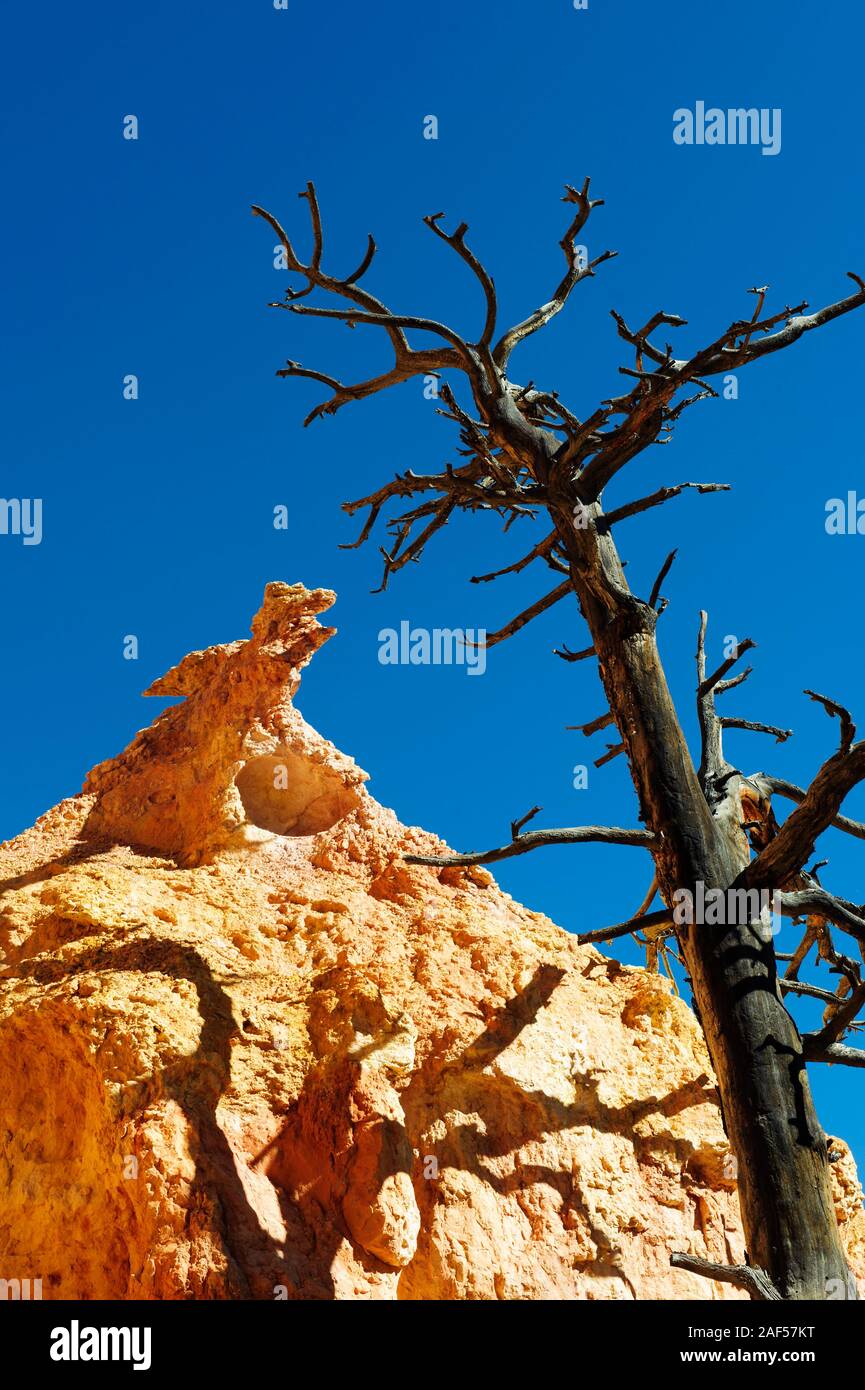 Dead tree and animal-like rock formation against a deep blue sky, Bryce Canyon National Park, Utah, USA. Stock Photo