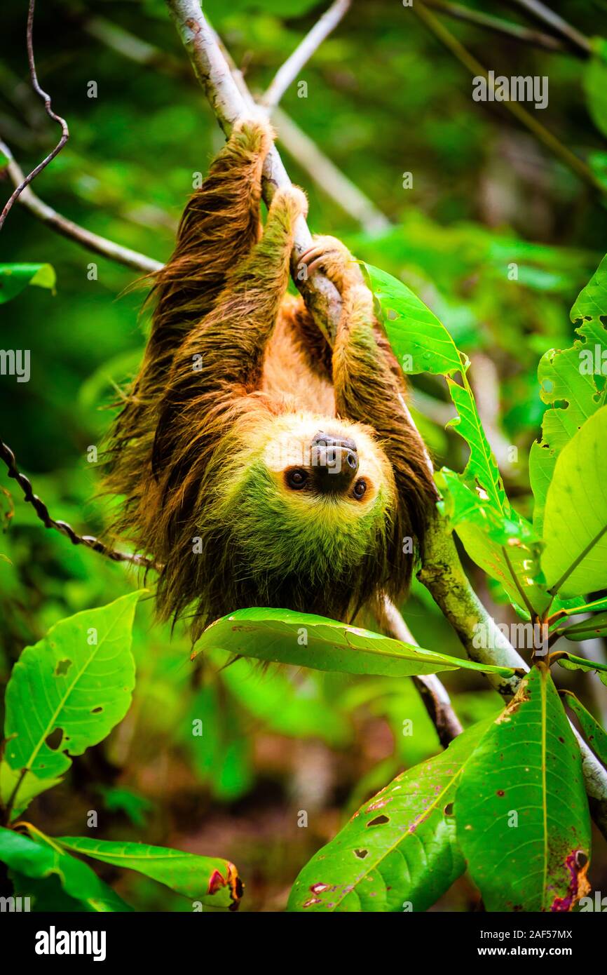 Wild two-toed sloth hanging on tree in Colon Island, Bocas del Toro, Panama Stock Photo