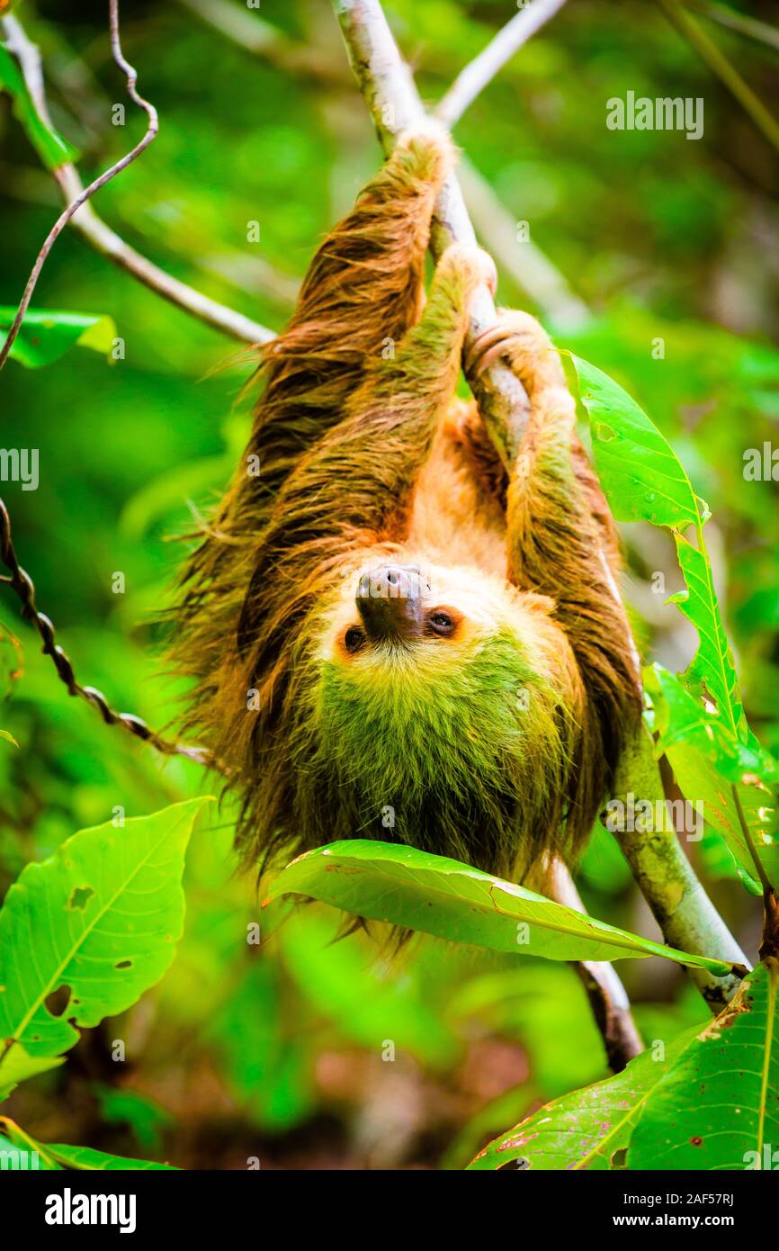Wild two-toed sloth hanging on tree in Colon Island, Bocas del Toro, Panama Stock Photo