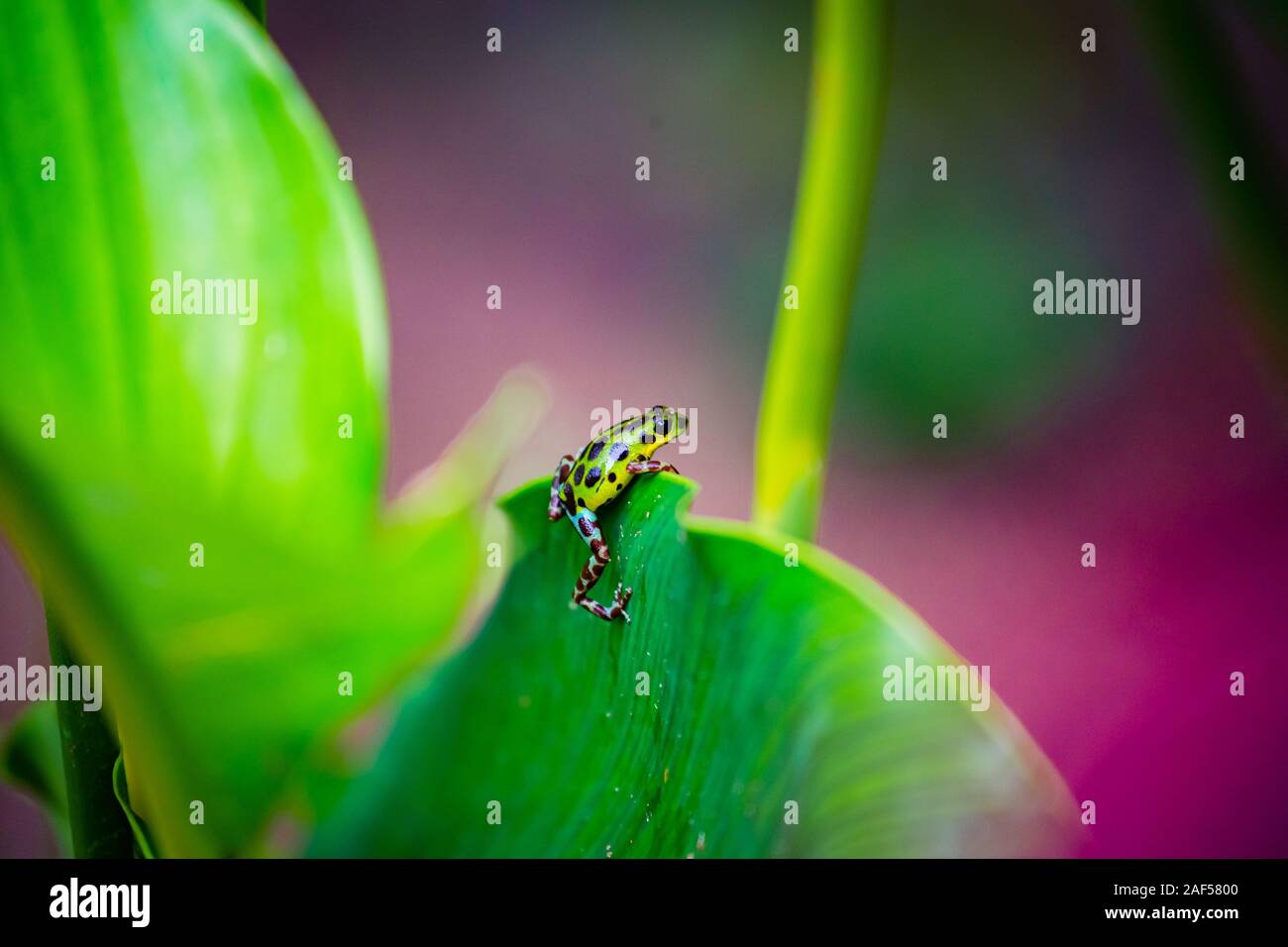 Yellow and green Strawberry Poison Dart Frog on Isla Colon, Bocas del Toro, Panama Stock Photo