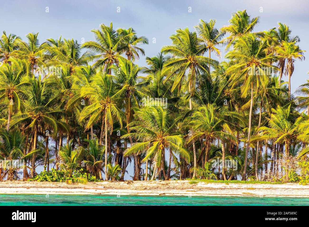 Palm trees on Caribbean Island Stock Photo