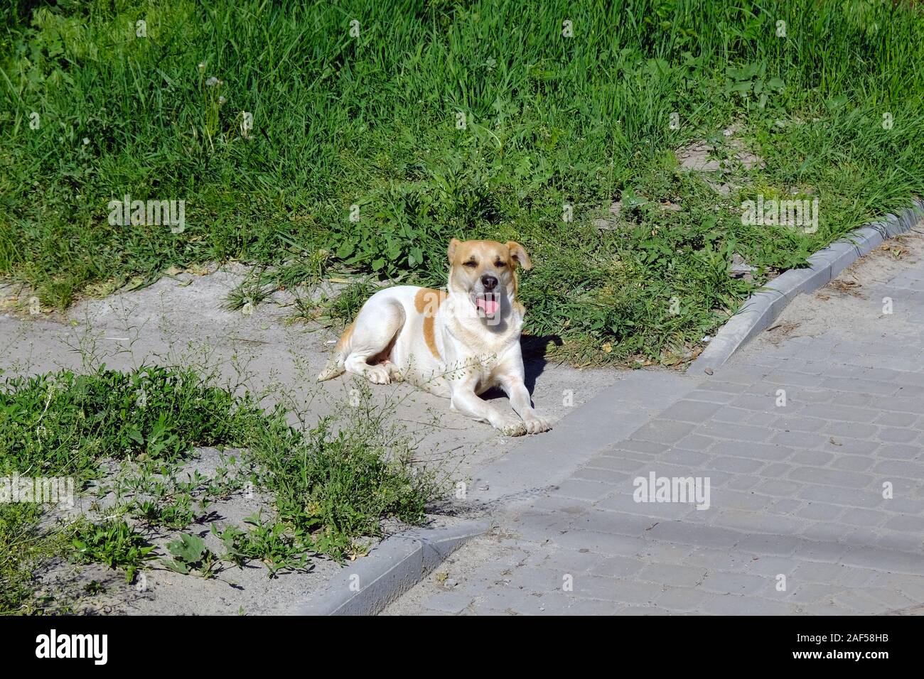A white dog with brown spots lies on the road with its tongue sticking out. The mongrel lies basking in the sun in summer. Stock Photo