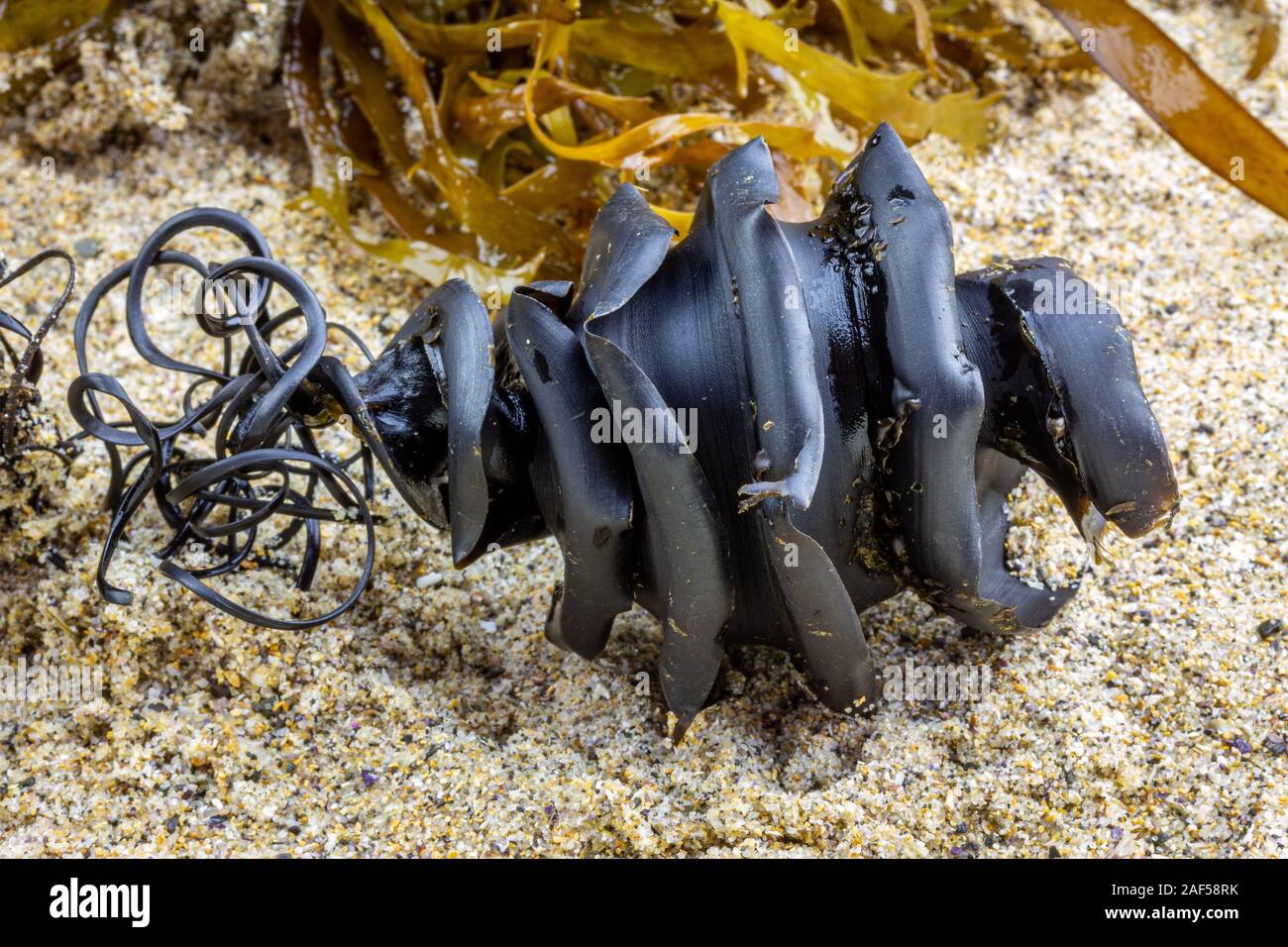 Close up of spiral shark egg case from the shark family Heterodontidae  washed up attached to seaweed found on beach. Port Jackson Shark,  Heterodontus Stock Photo - Alamy