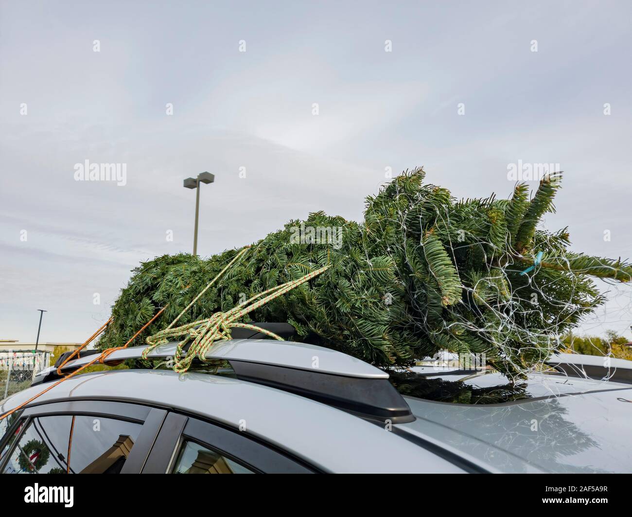Las Vegas' official Christmas tree lit for the season — PHOTOS