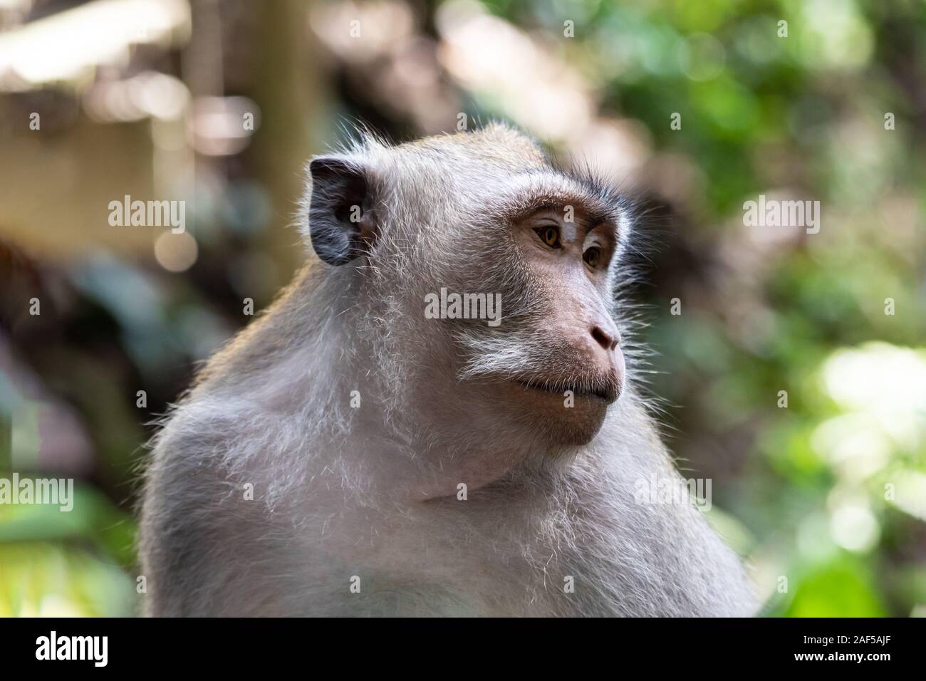 Portrait of Macaque monkey (Macaca Fascicularis), looking to the side. Forest in the background. In the sacred monkey forest, Ubud, Bali, Indonesia. Stock Photo