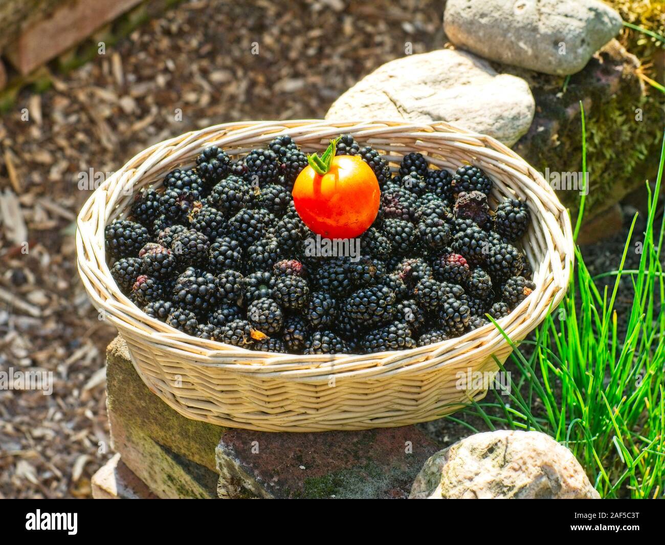 Tomato in a basket with freshly picked blackberries from my own garden. Stock Photo