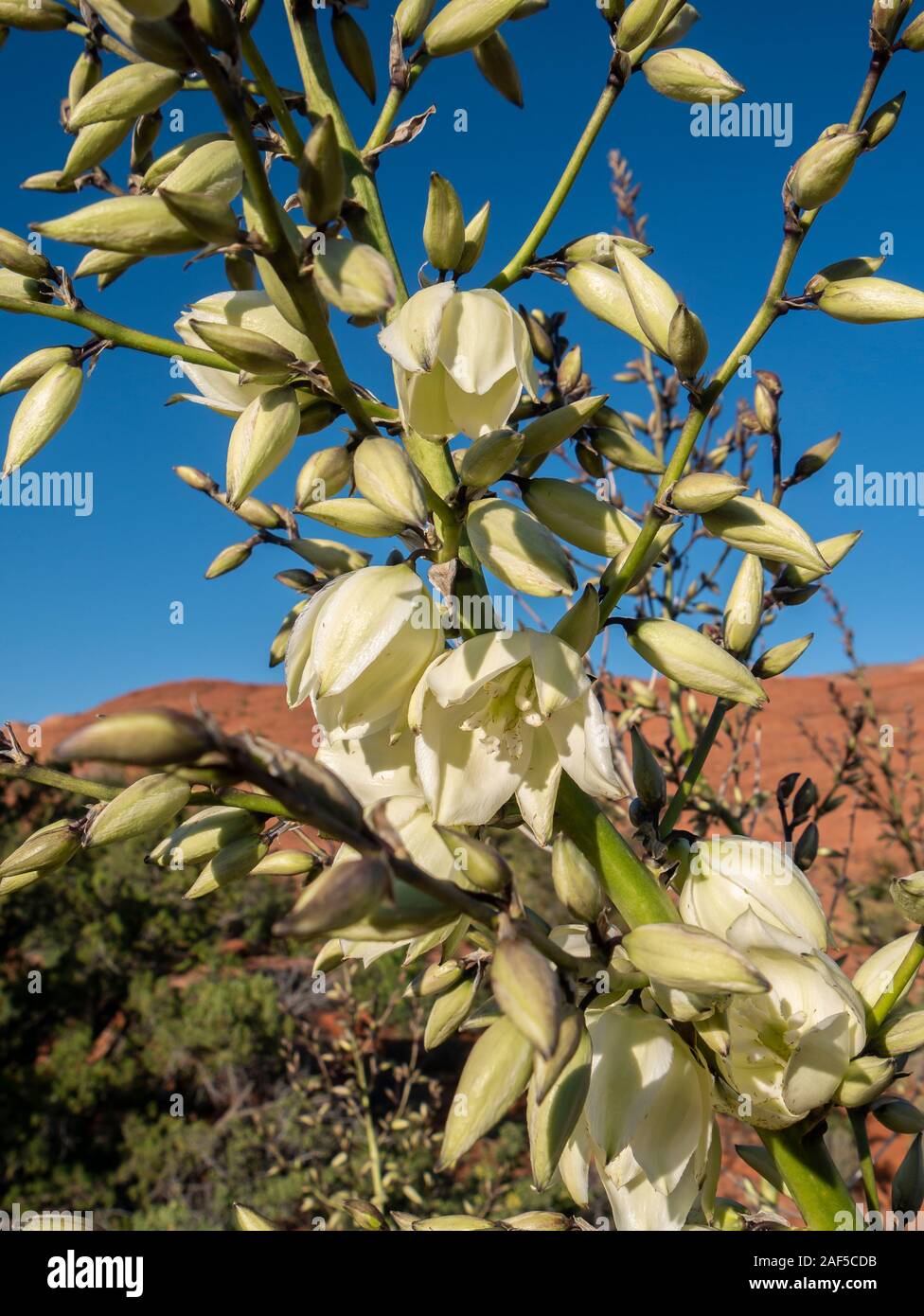 Utah yucca (Yucca utahensis), Snow Canyon State Park, St. George, Utah. Stock Photo