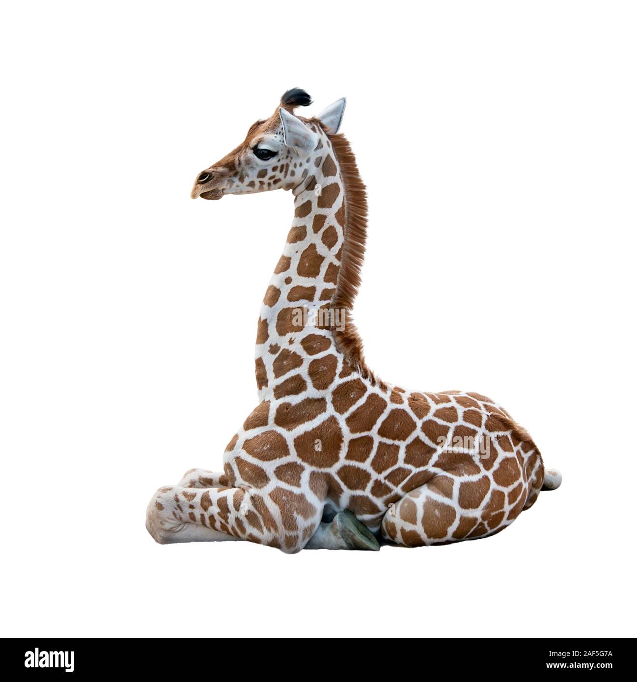 Young Giraffe resting isolated on white background Stock Photo