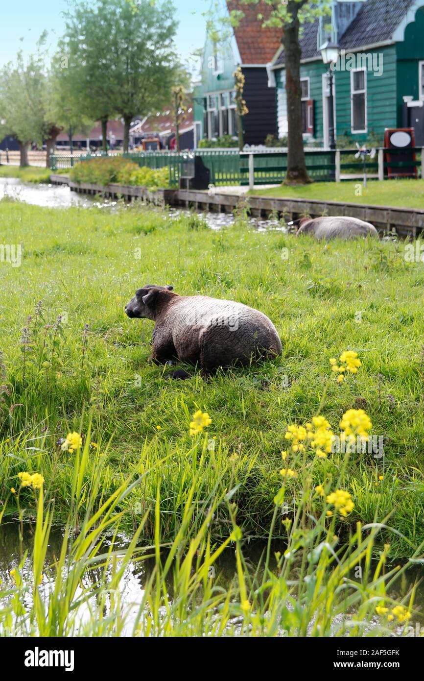 Dutch Spring Farming View of traditional Dutch farm houses and the sheep along a canal in ...