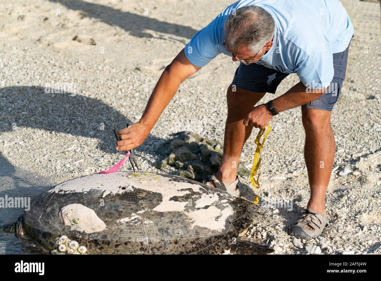 Lady Elliot Island Australia - November 28 2019; Large female turtle waiting for return of tide after nights egg laying being checked, measured and re Stock Photo