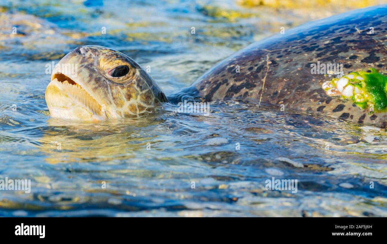 Large female turtle takes a breath while returning to sea after a nights egg laying. Stock Photo