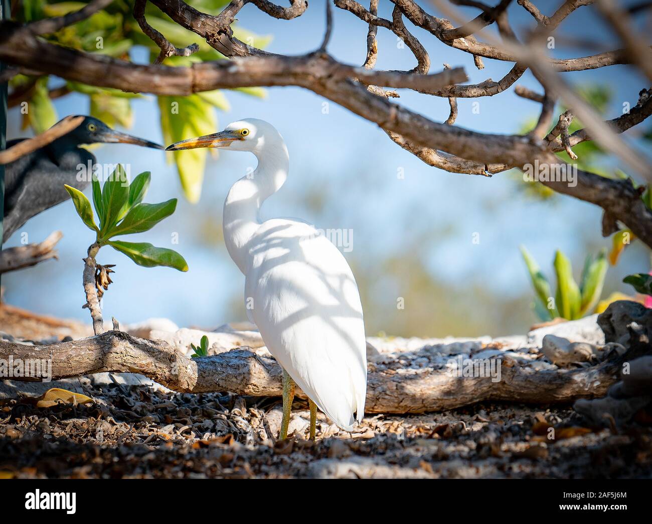 Eastern Reef Egrets sheltering from sun under tree branches on Lady Elliot Island. Stock Photo