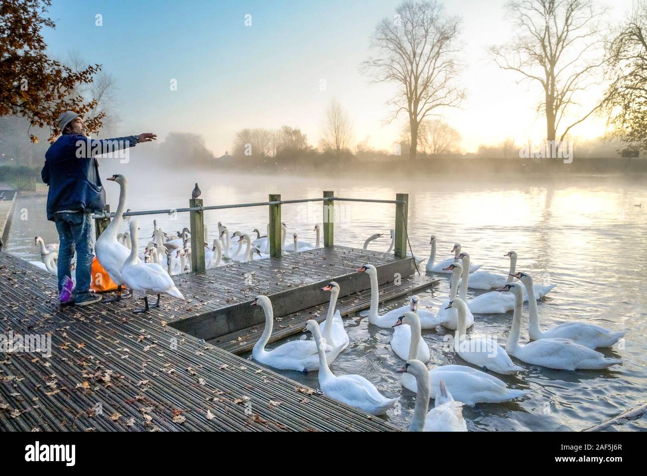 Man feeding Mute swans at dawn, river Avon,  Stratford upon Avon, Warwickshire, England, UK Stock Photo