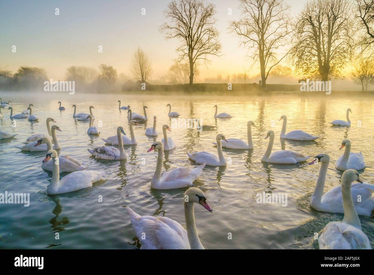 Mute swans at dawn, river Avon,  Stratford upon Avon, Warwickshire, England, UK Stock Photo