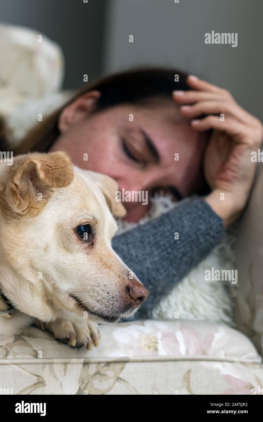 Portrait of an old female dog next to her owner sleeping in a sofa Stock Photo