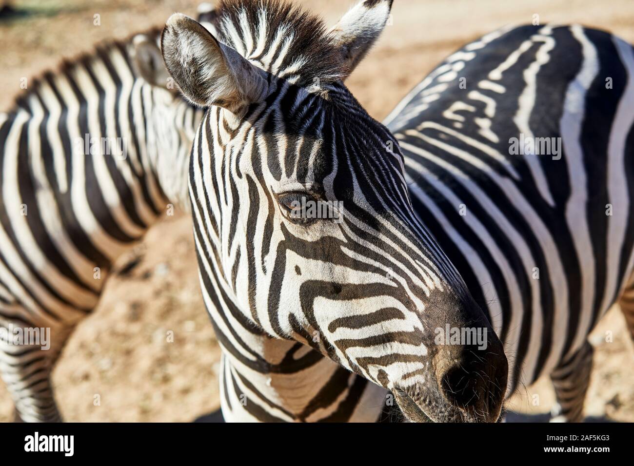Close up profile of the side of a Zebra's face Stock Photo