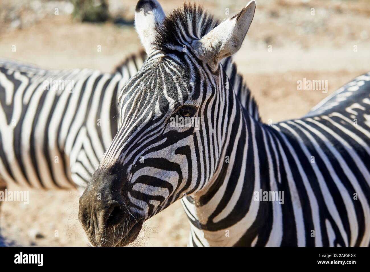 Close up profile of the side of a Zebra's face Stock Photo