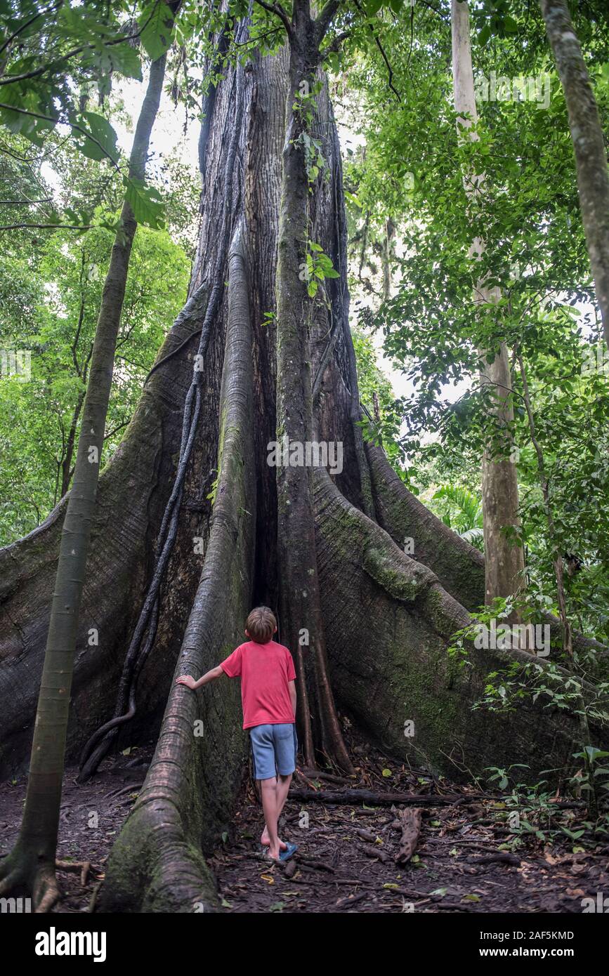 A boy looks up at a huge tree in the Costa Rica Rain forest. Stock Photo
