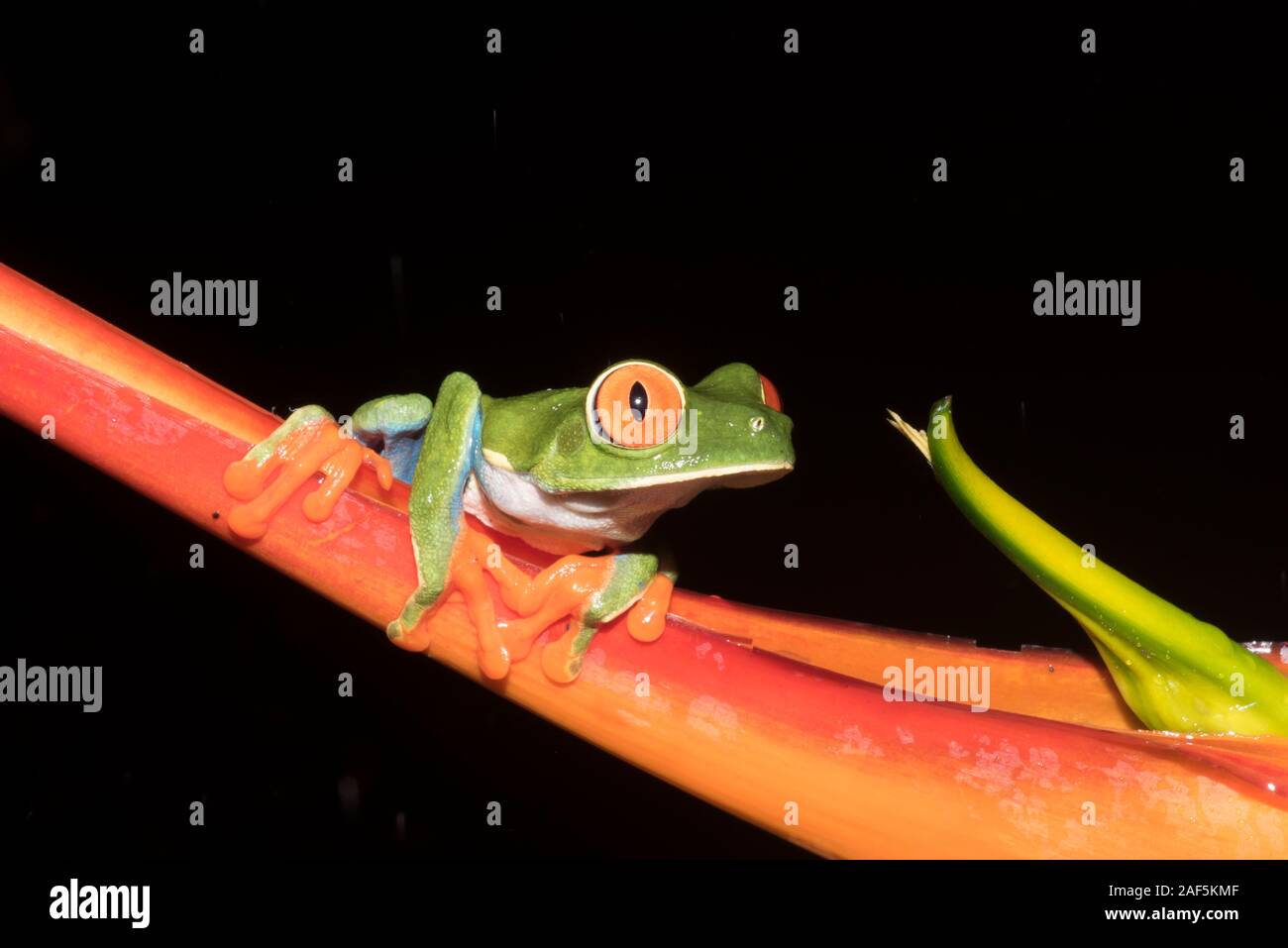 A Red-eyed tree frog in Costa Rica Stock Photo