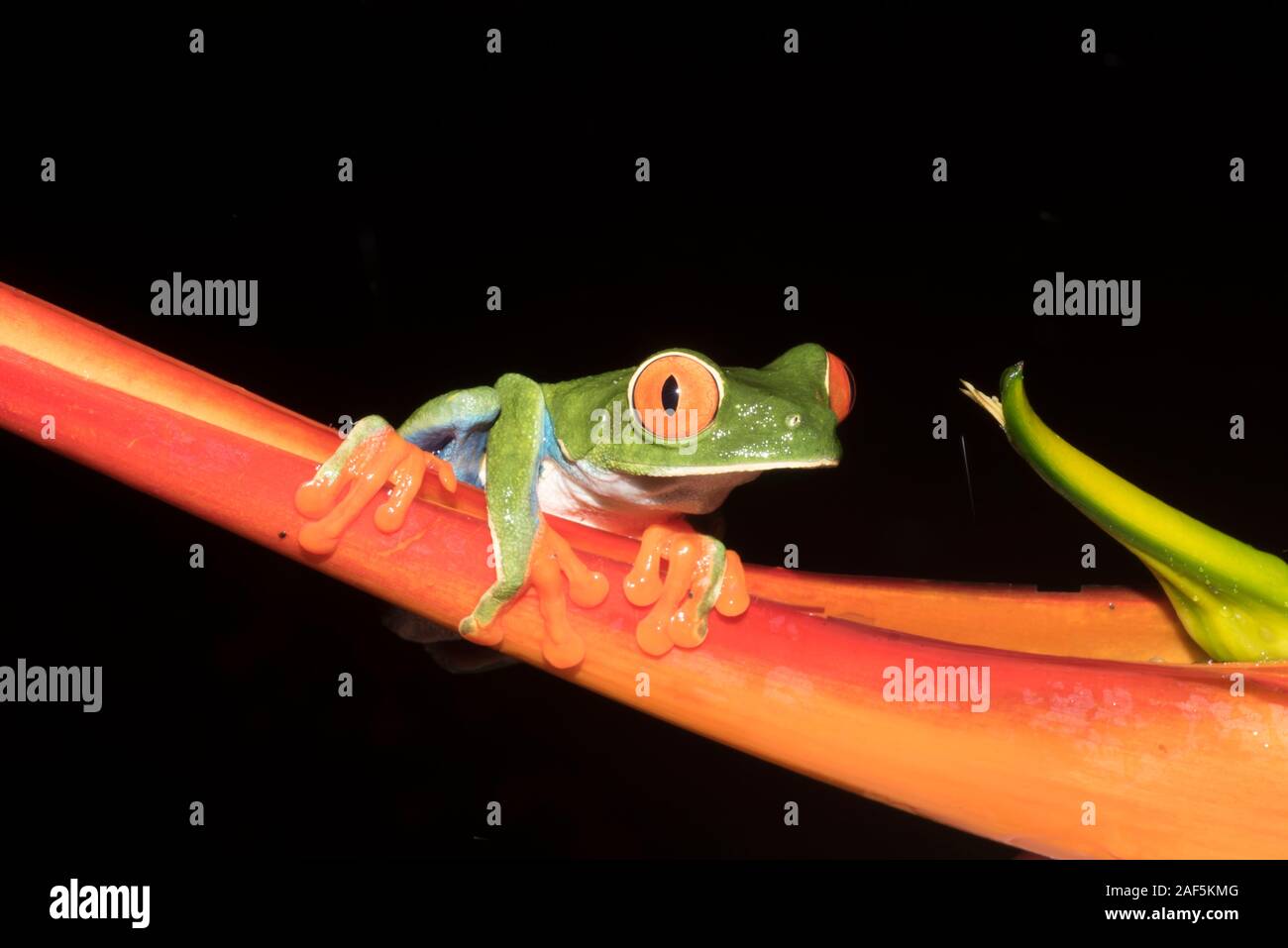 A Red-eyed tree frog in Costa Rica Stock Photo