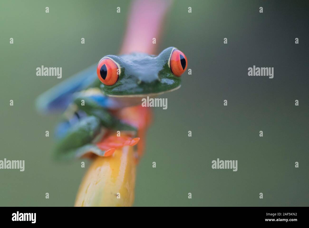 A Red-eyed tree frog in Costa Rica Stock Photo