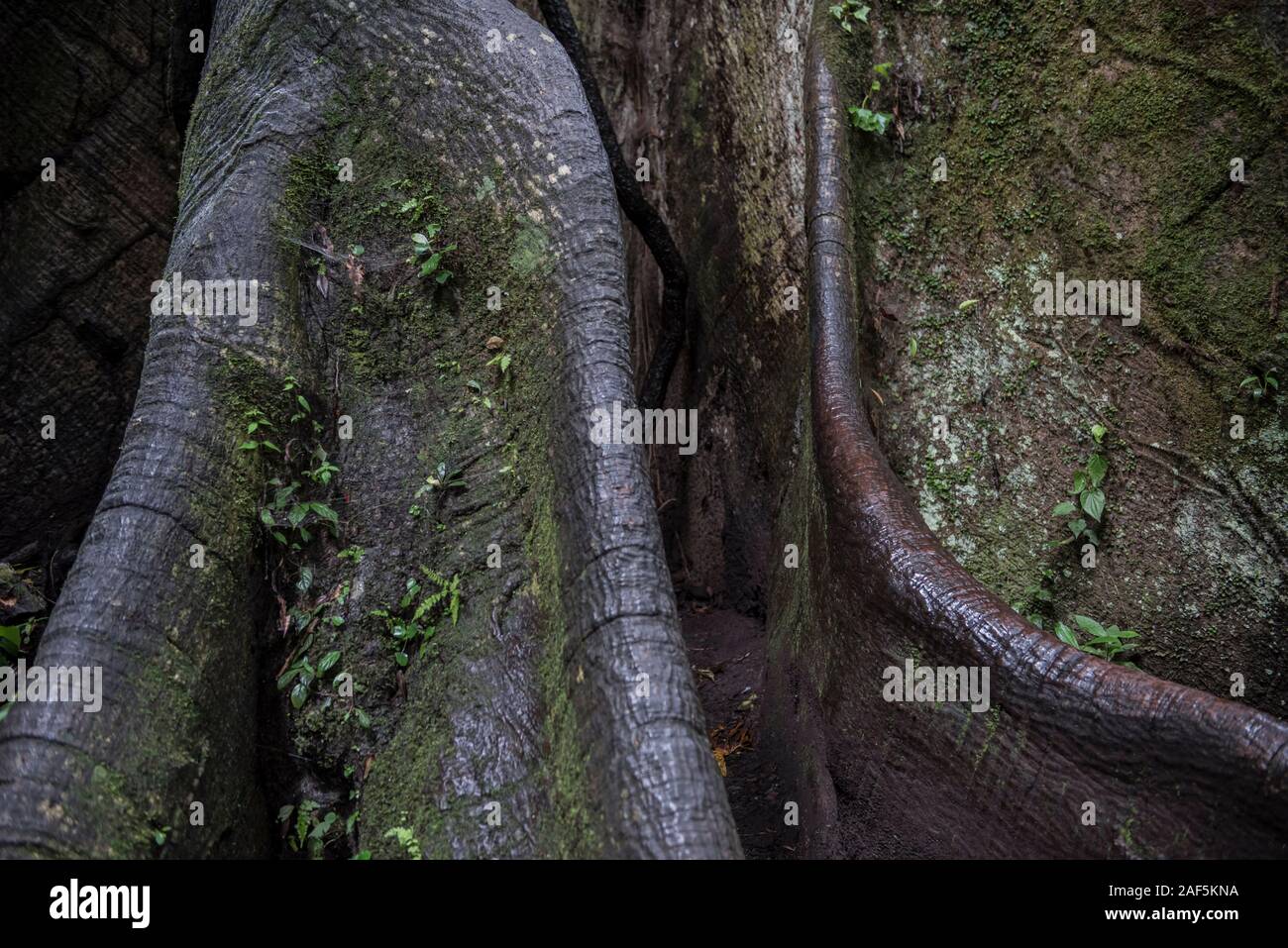 A close up of a large tree in Monteverde Biological Reserve Costa rica Stock Photo