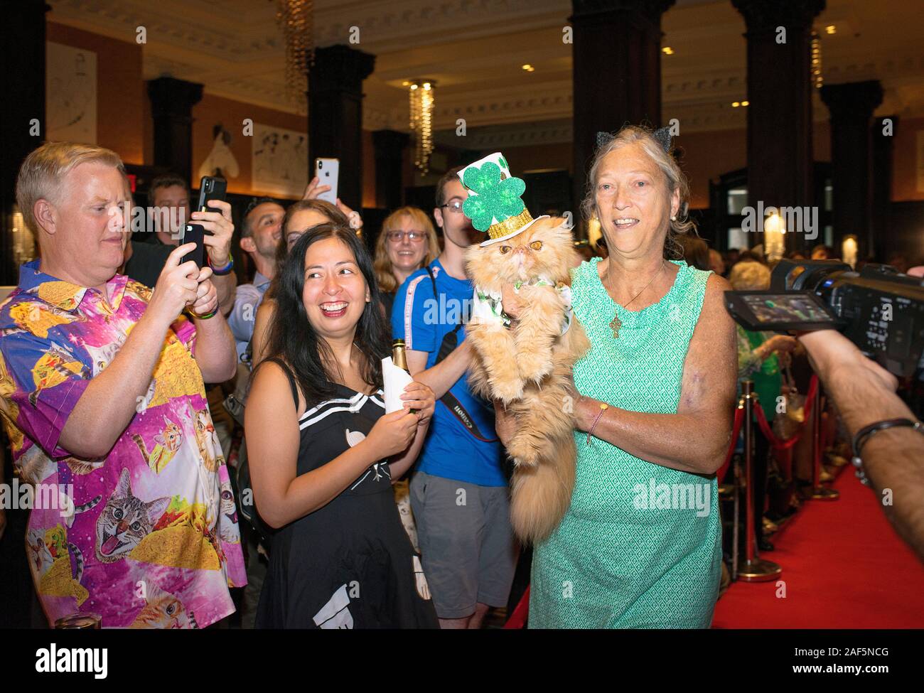 Algonquin Annual Cat Show, 2019. It’s a Small World theme, representing Ireland Stock Photo Alamy