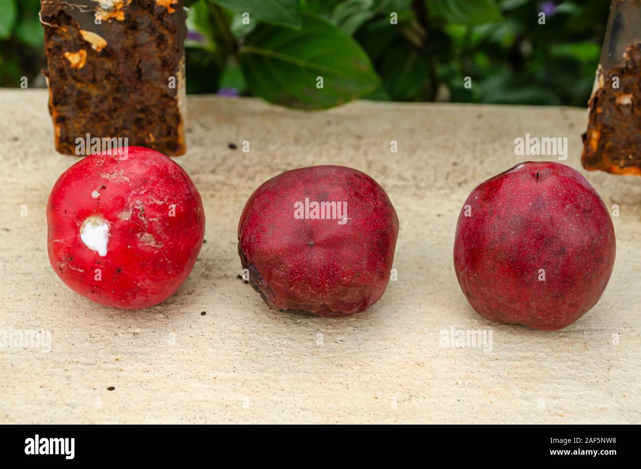 Three Natal Plums In Line Stock Photo