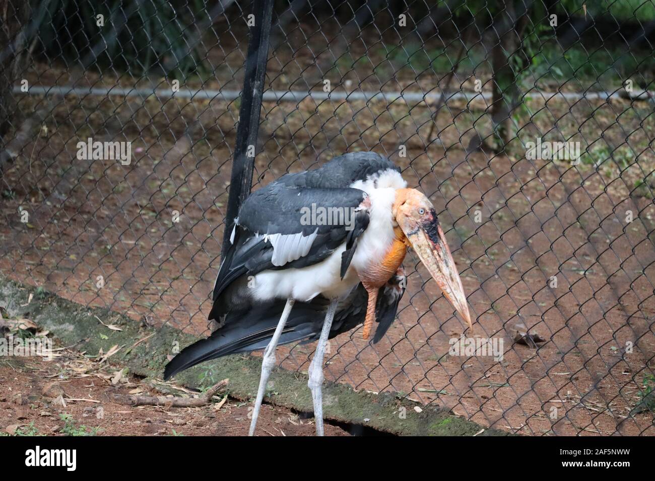 Marabou close up. The greater adjutant (Leptoptilos dubius) is a member of the stork family.File #: 272935813 Preview Crop Find Similar Leptoptilos du Stock Photo