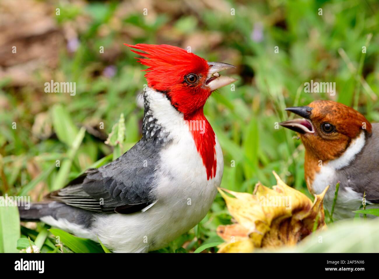 red-crested cardinal (Paroaria coronata) Male and Female Stock Photo