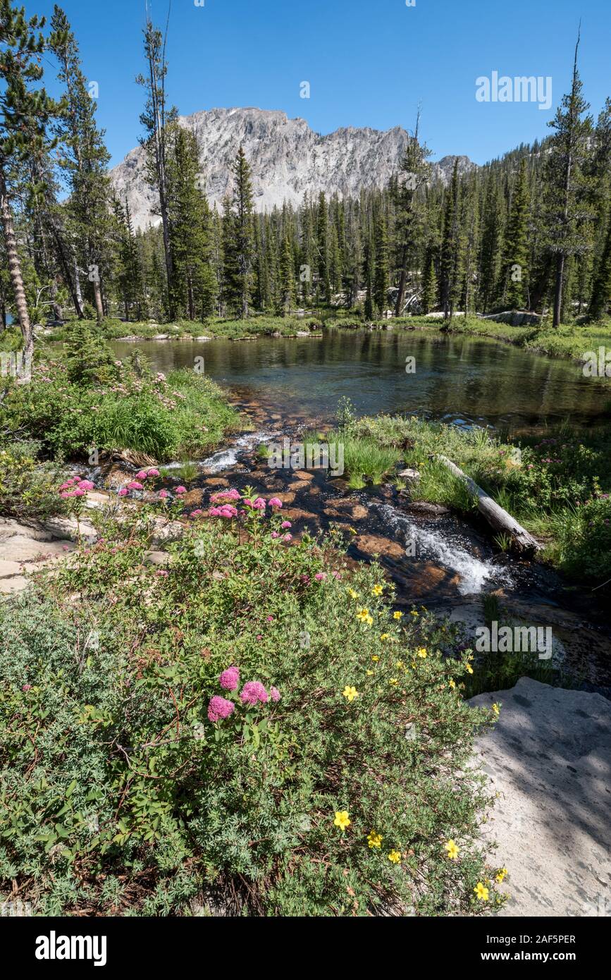 Cinquefoil and Spiraea growing near a waterfall in Idaho's Sawtooth Mountains. Stock Photo