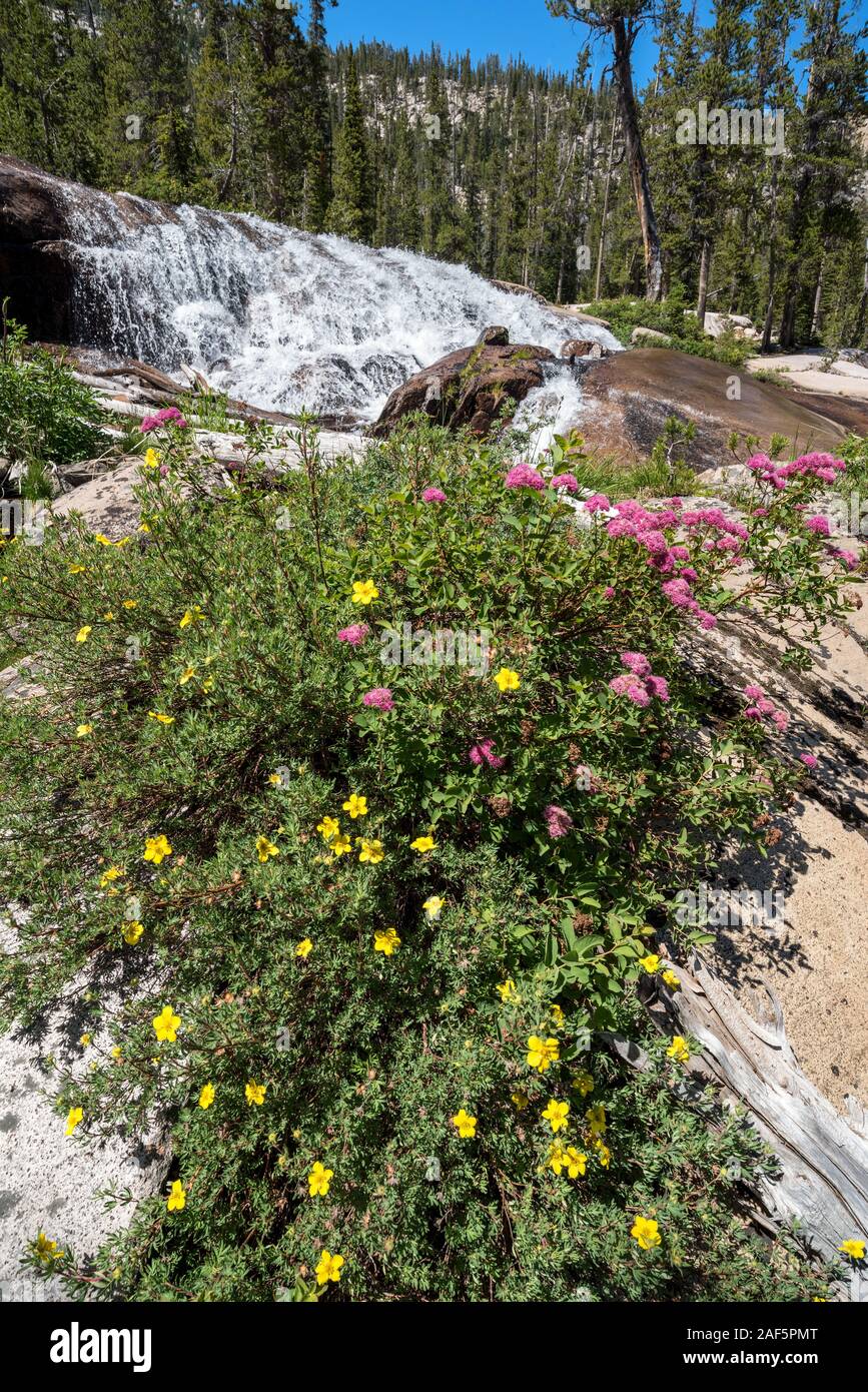 Cinquefoil and Spiraea growing near a waterfall in Idaho's Sawtooth Mountains. Stock Photo