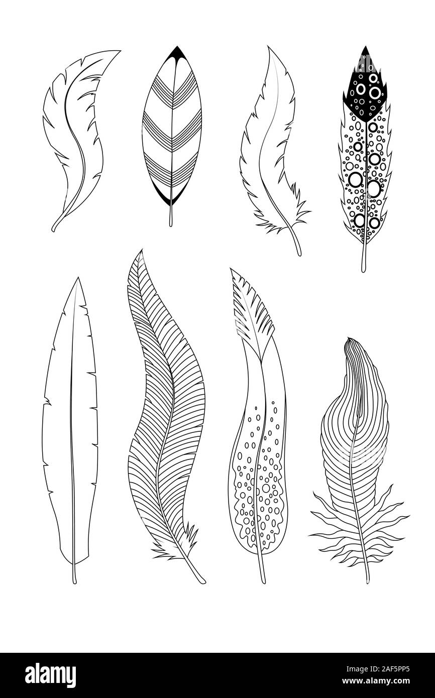 Collection of hand drawn feathers. Ink illustration isolated on white ...