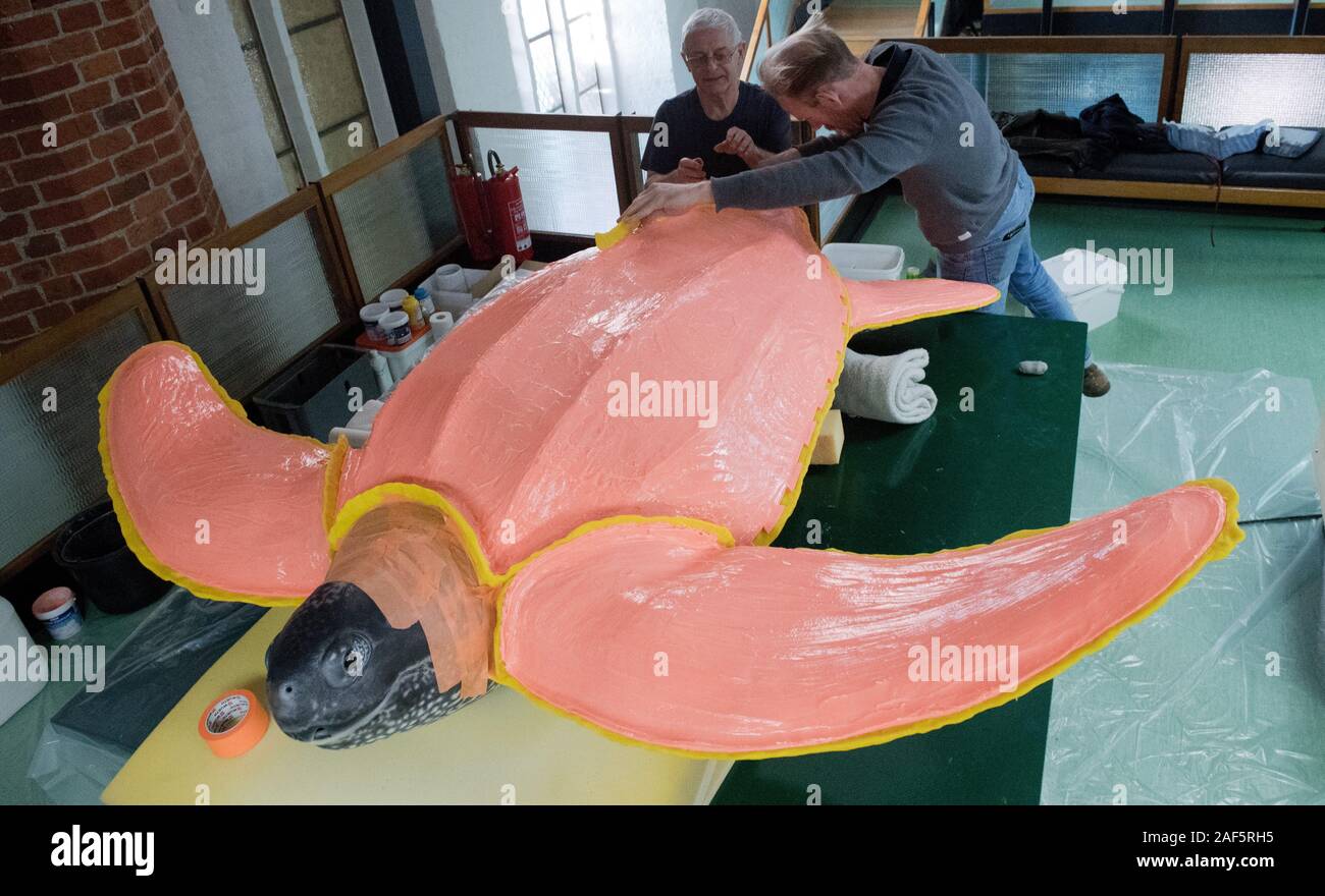 10 December 2019, Mecklenburg-Western Pomerania, Stralsund: Wolfgang Gregor (l-r), art founder from Landin (Brandenburg), and Martin Jost, taxidermist at the Meeresmuseum, take an impression of the prepared leatherback turtle 'Marlene' for a bronze casting. In 1965 the 2.15 metre long and 450 kilogram heavy female from the Caribbean lost her way into the Baltic Sea. It got entangled in a fish trap five kilometers from Stralsund. A bronze casting of the leatherback turtle will be placed in the new entrance area after the modernization of the Meeresmuseum Stralsund. Photo: Stefan Sauer/dpa-Zentr Stock Photo