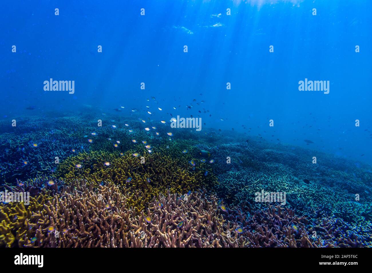 Coral reef scenery. Yap, Federated States of Micronesia Stock Photo