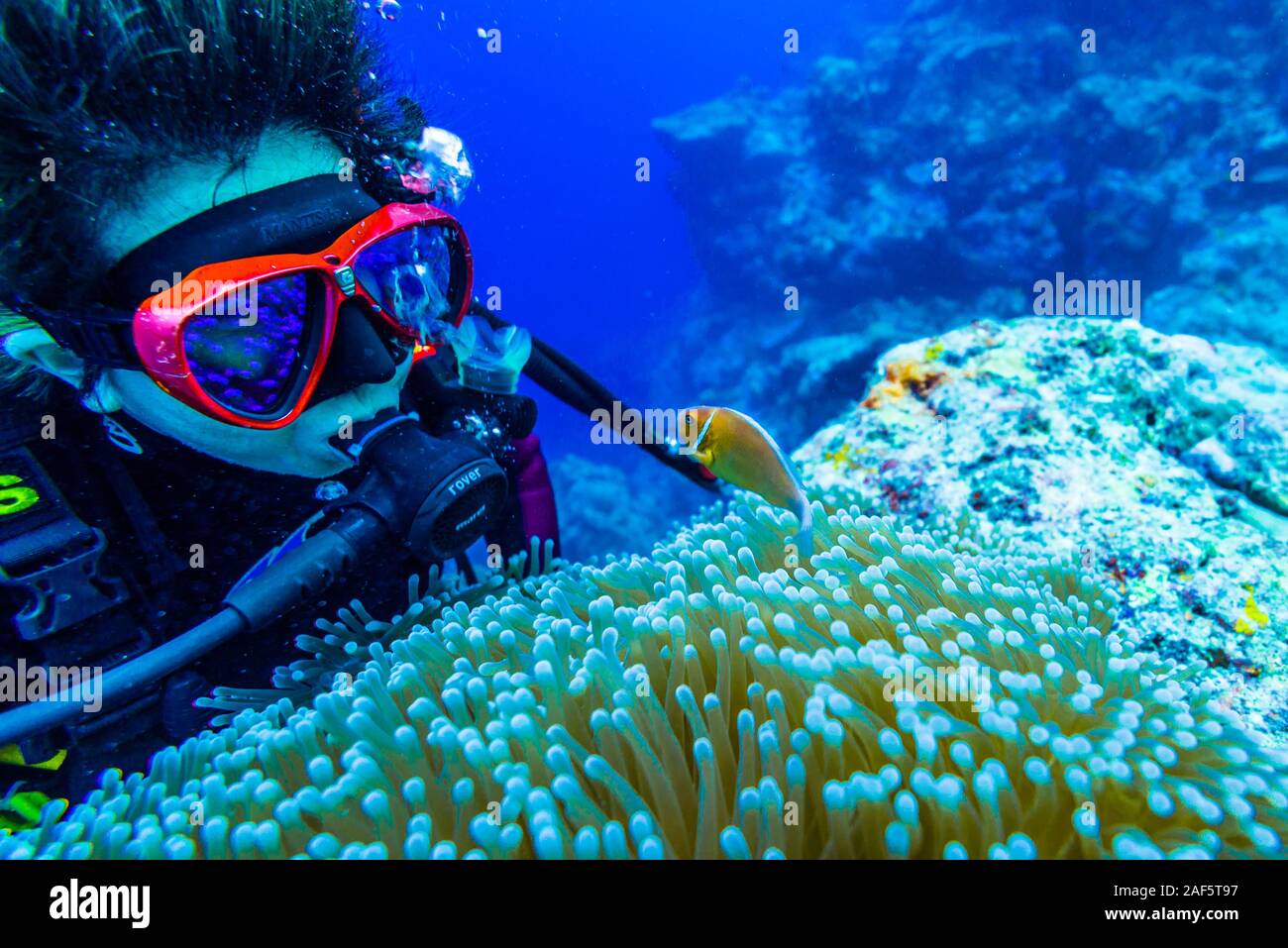 A female diver is watching Pink Anemonefish (Amphiprion perideraion) were swimming over the big sea anemone (Heteractis magnifica). Stock Photo