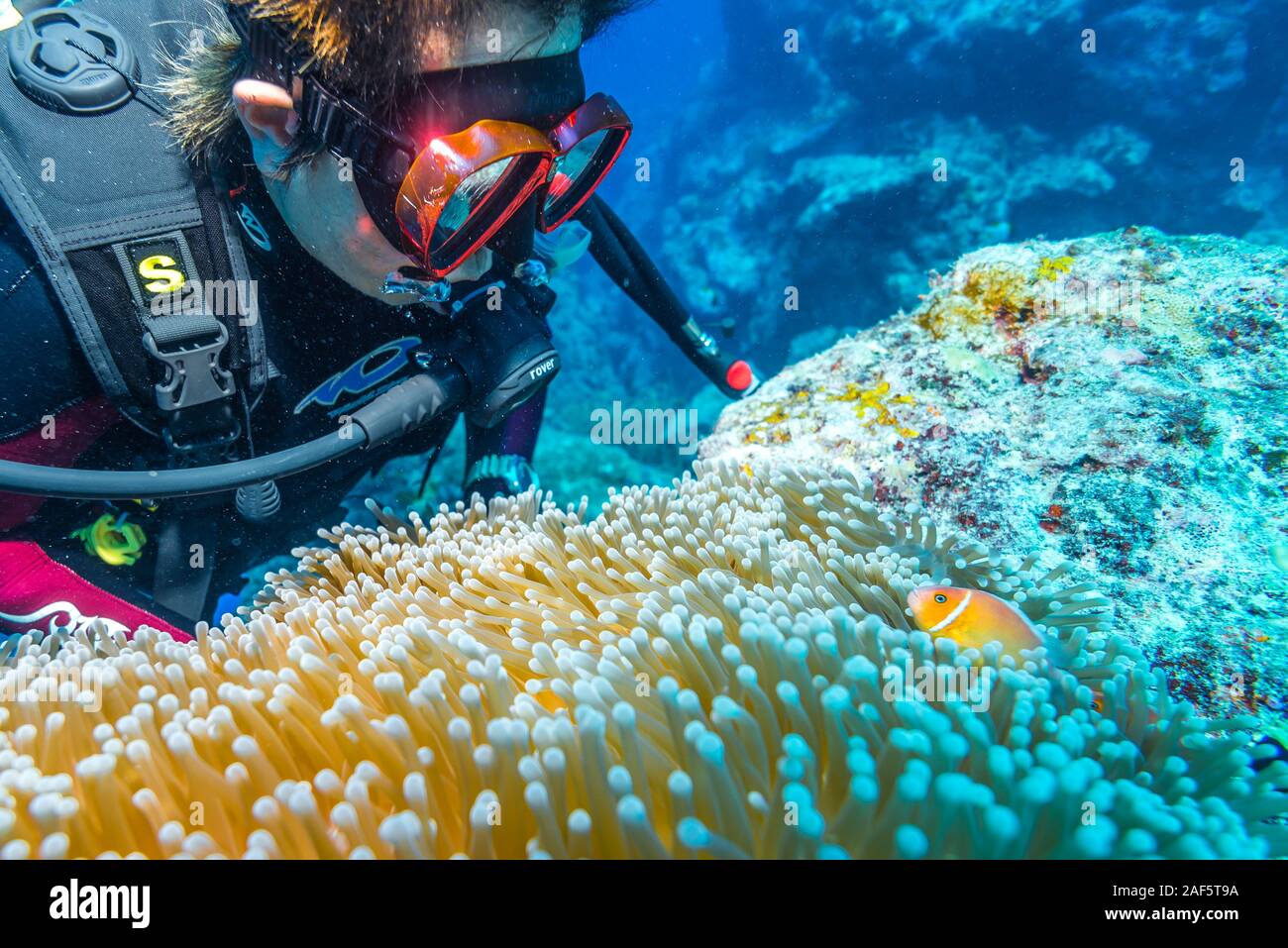 A female diver is watching Pink Anemonefish (Amphiprion perideraion) were swimming over the big sea anemone (Heteractis magnifica). Stock Photo