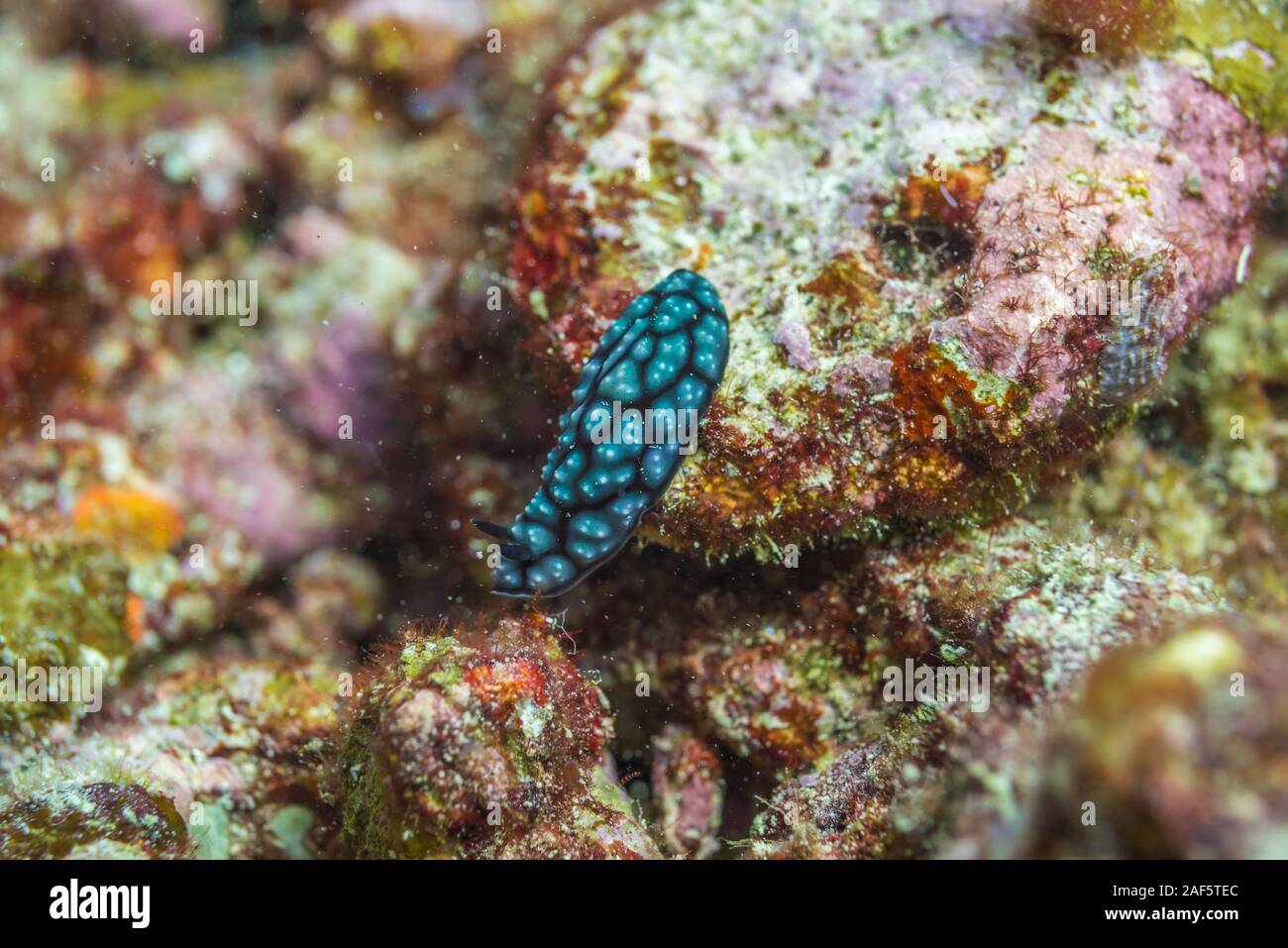 Phyllidiella pustulosa (Cuvier, 1804) crawling on coral rock.One of the most common nudibranchs throughout the tropical Indo-West Pacific. Stock Photo