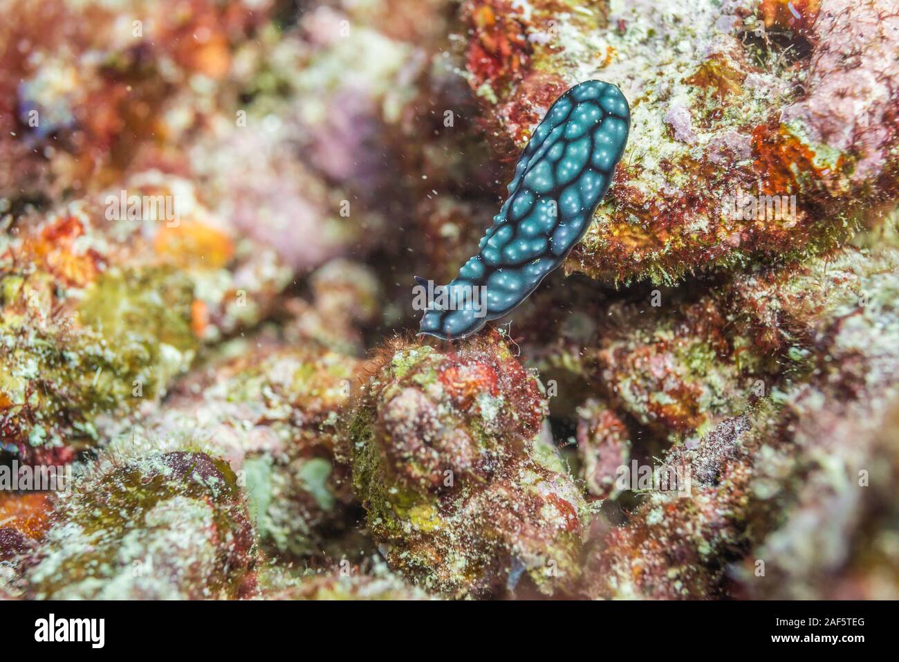 Phyllidiella pustulosa (Cuvier, 1804) crawling on coral rock.One of the most common nudibranchs throughout the tropical Indo-West Pacific. Stock Photo