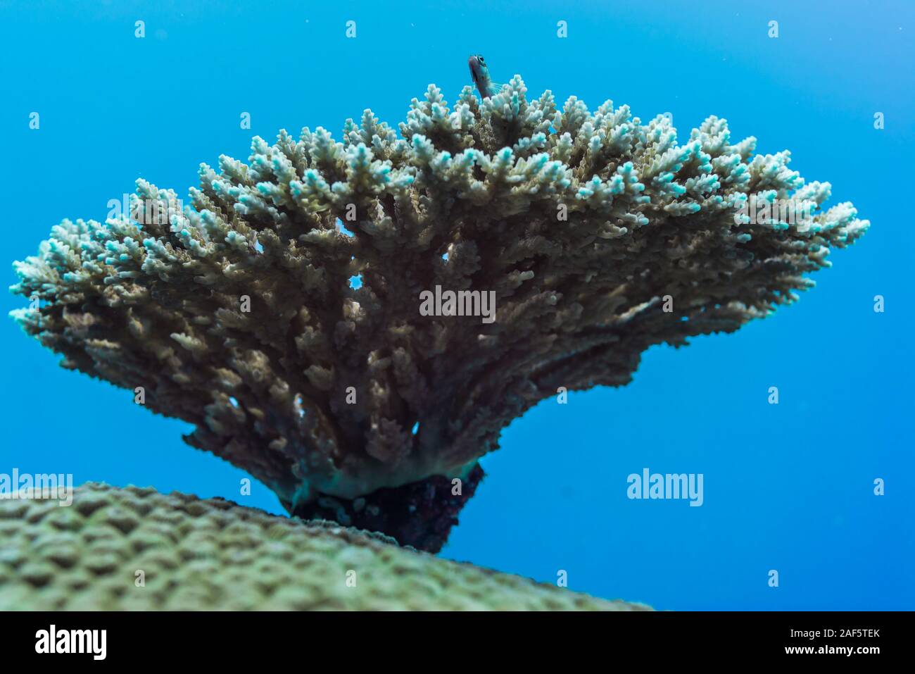 a small goby gazing blue world from the top of the tree-like shape coral Stock Photo
