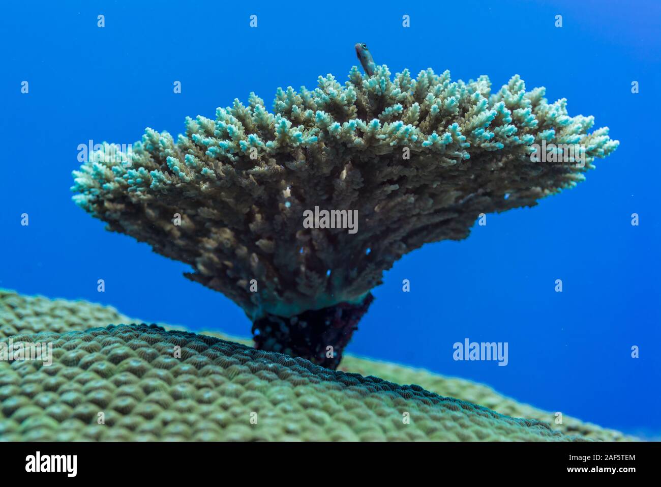 a small goby gazing blue world from the top of the tree-like shape coral Stock Photo