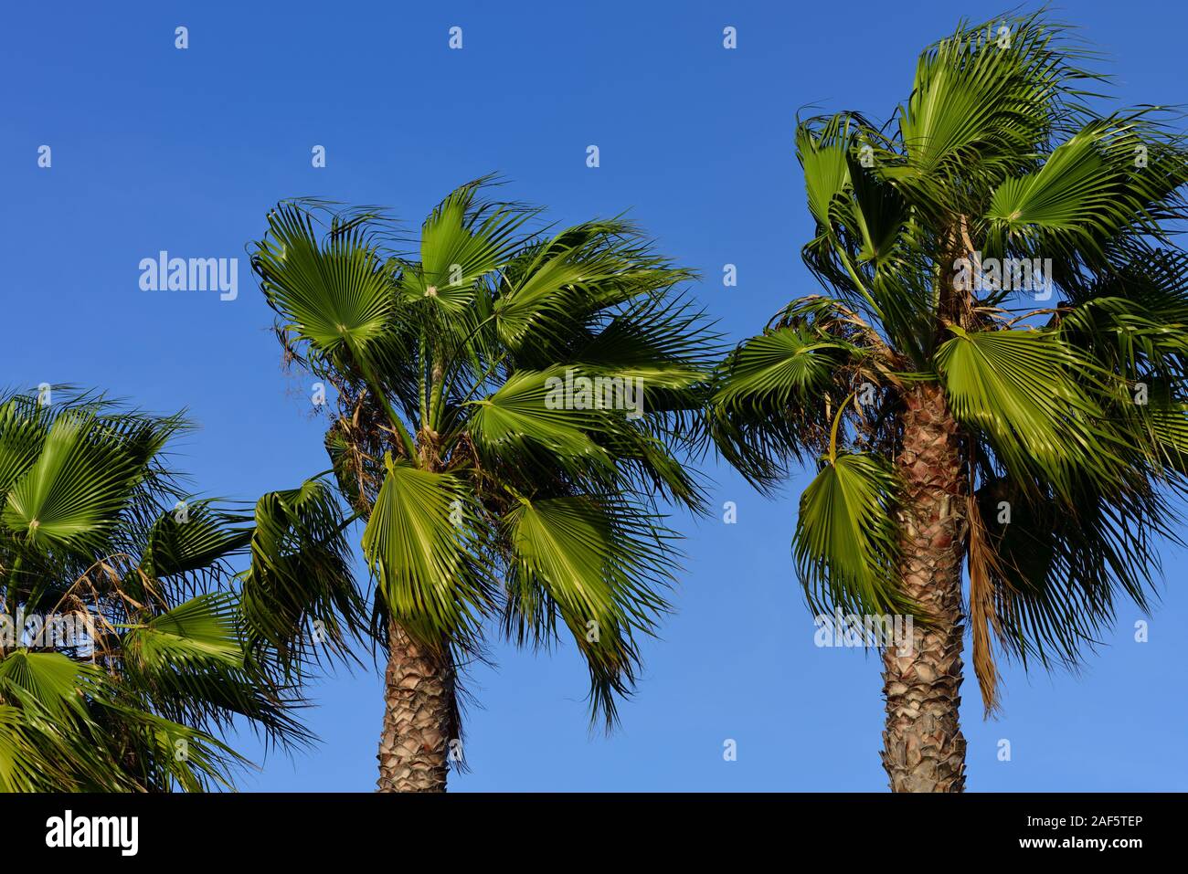 Three different palm trees with green palm fronds stand against a blue sky and the fronds are blown away by the wind Stock Photo