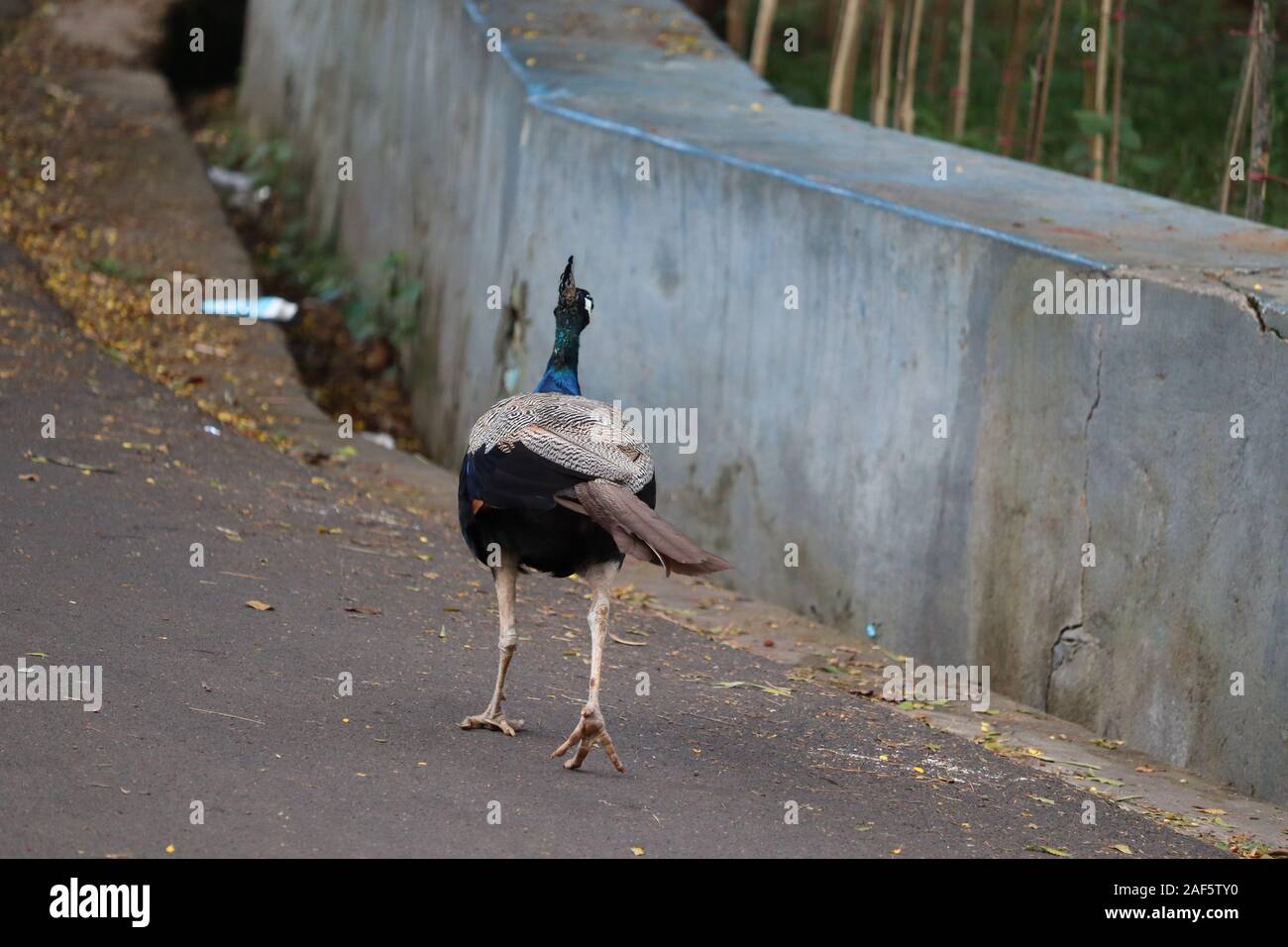 The royal beauty of the jungle. Peacock bird. Peacock or male peafowl