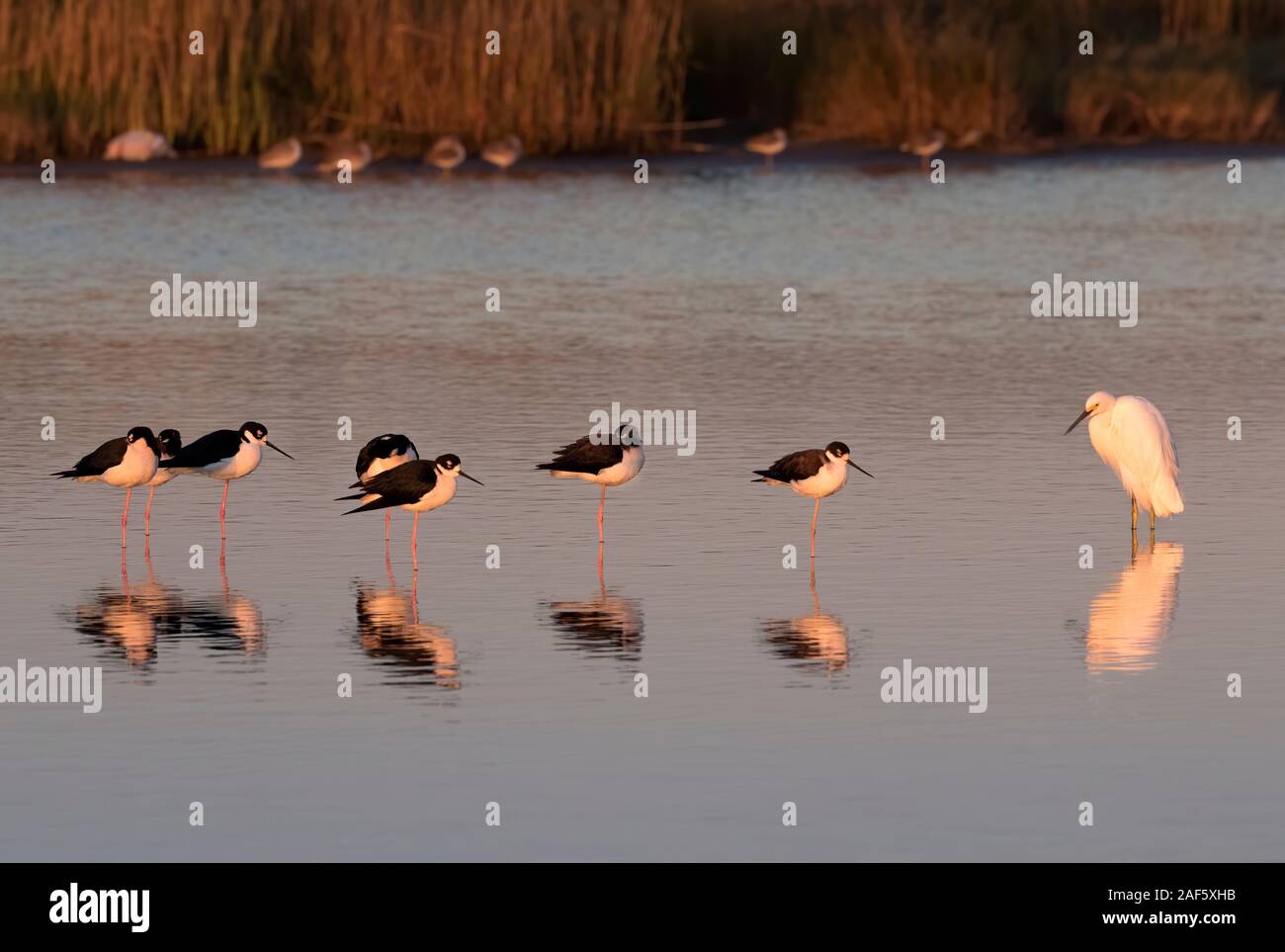 The flock of black necked stilts in the warm sunset light with reflection in ocean water, Galveston, Usa Stock Photo