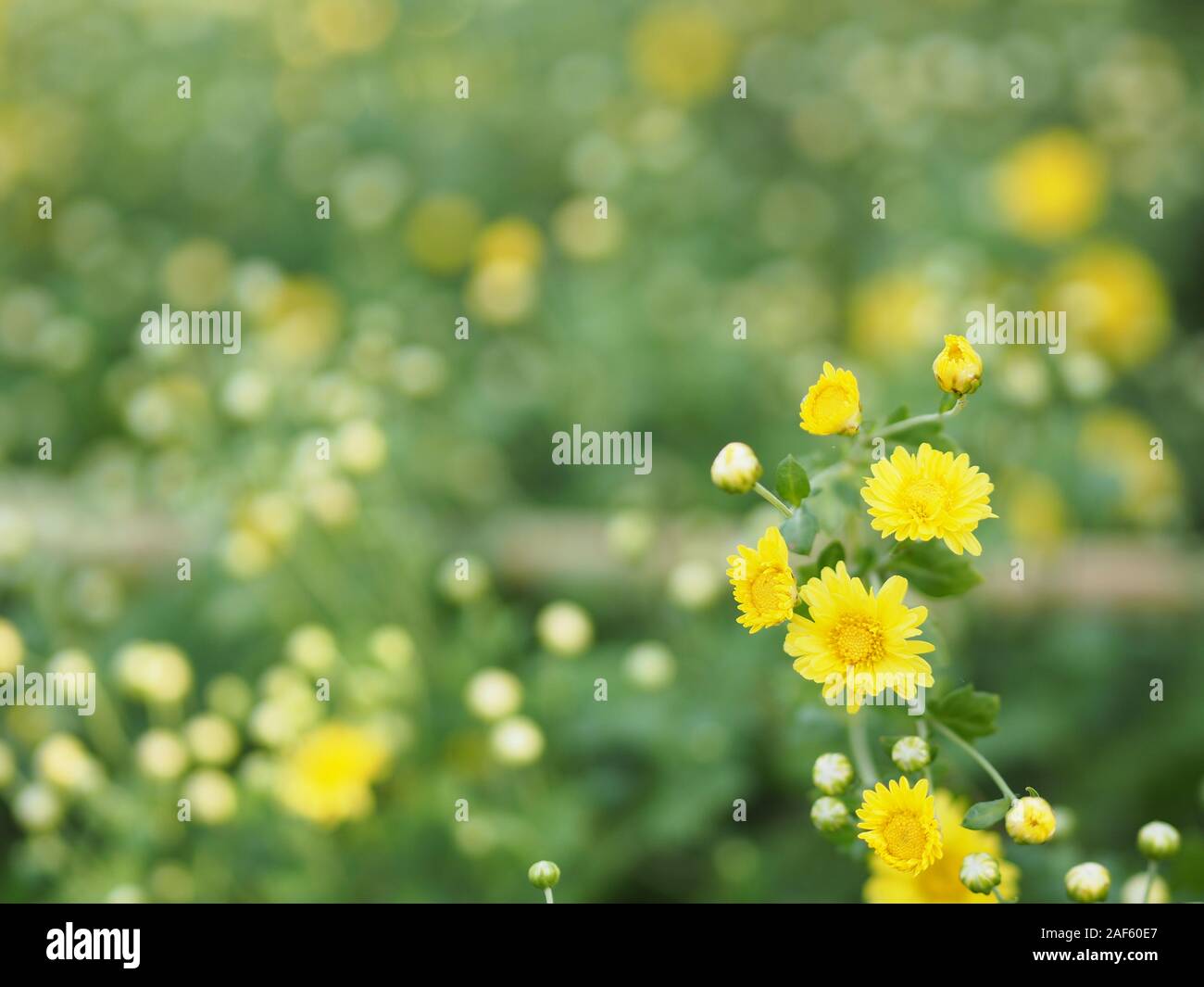 Chrysanthemum yellow flower in nature blurred of background Scientific