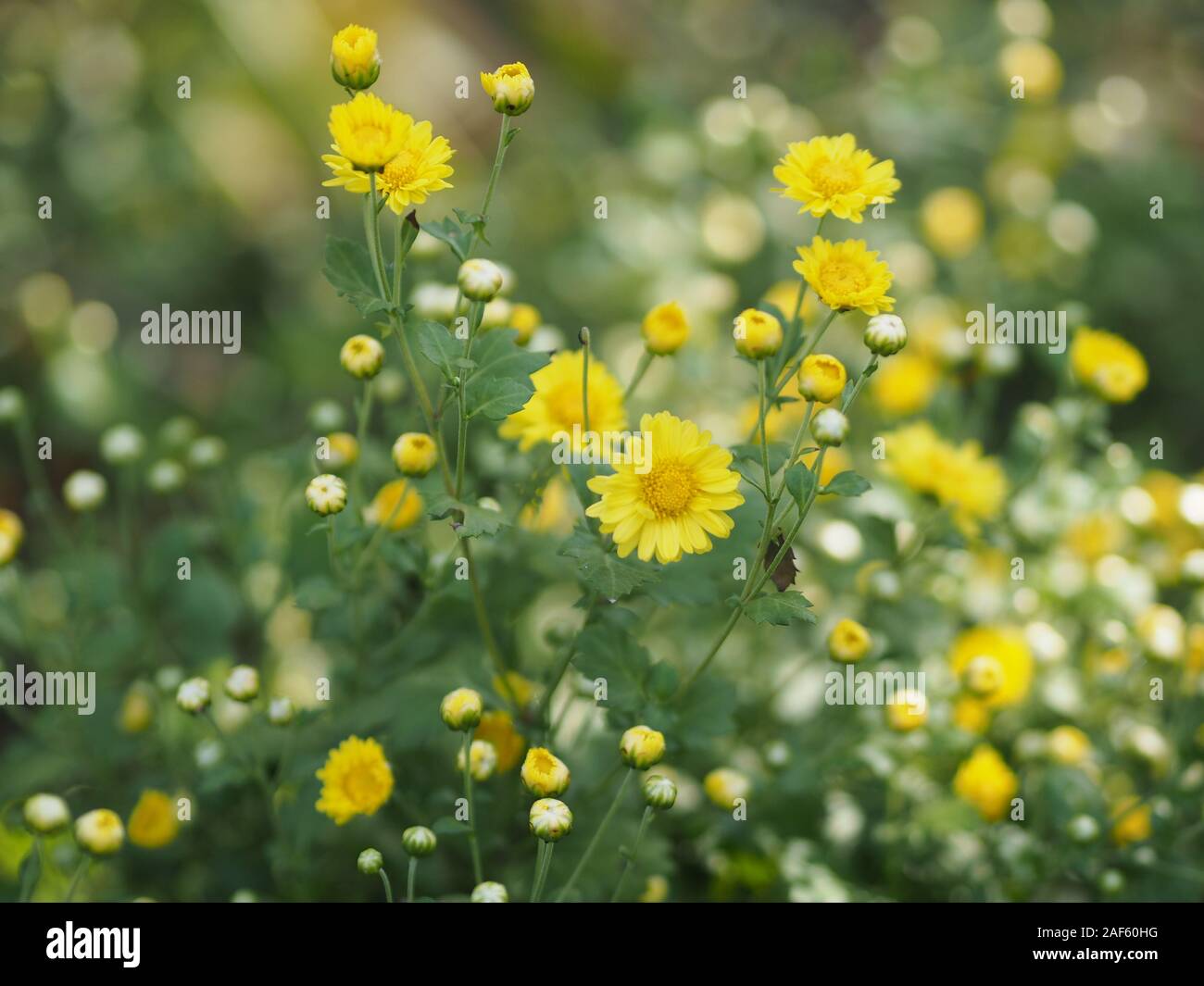 Chrysanthemum yellow flower in nature blurred of background Scientific name Chrysanthemum morifolium Ramat Stock Photo