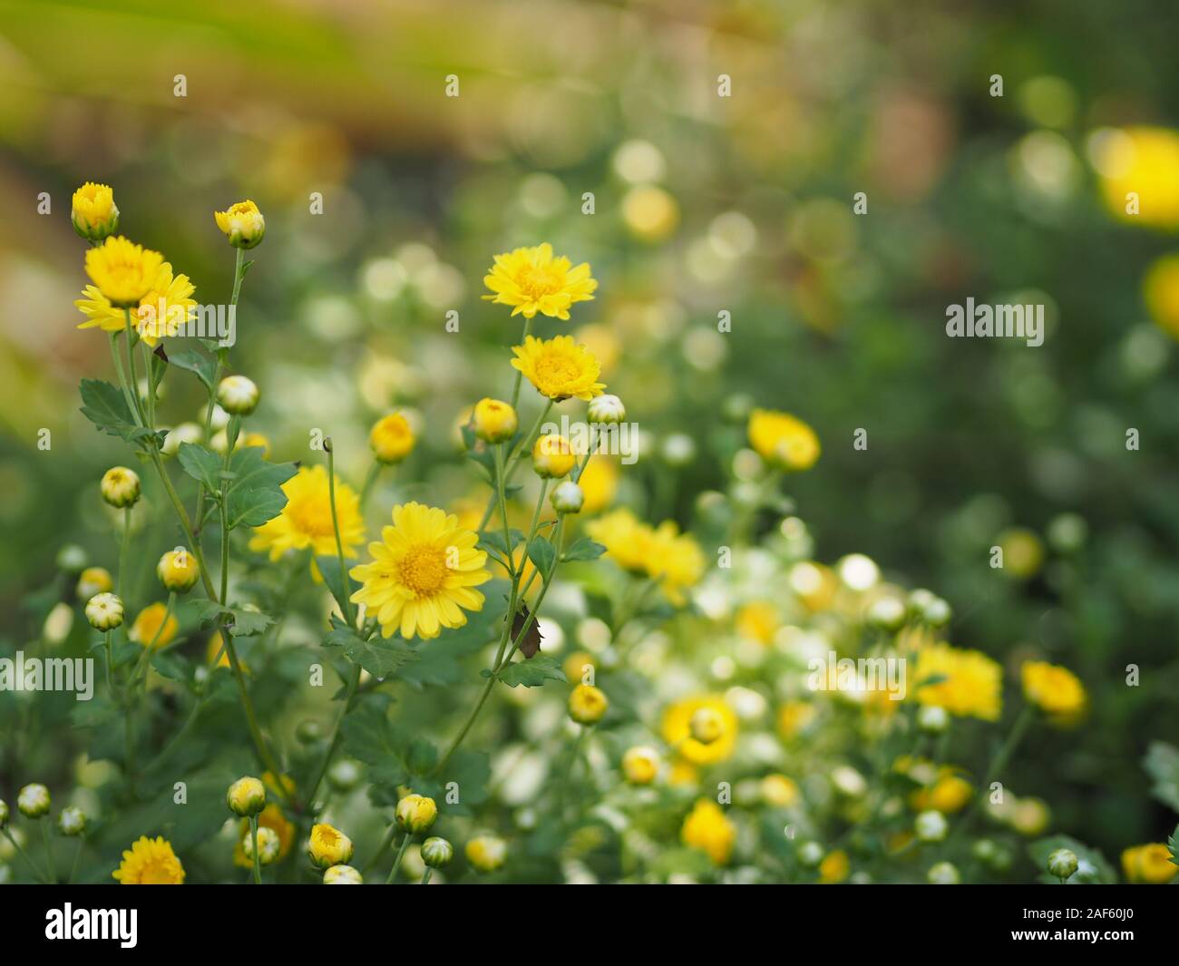 Chrysanthemum yellow flower in nature blurred of background Scientific name Chrysanthemum morifolium Ramat Stock Photo