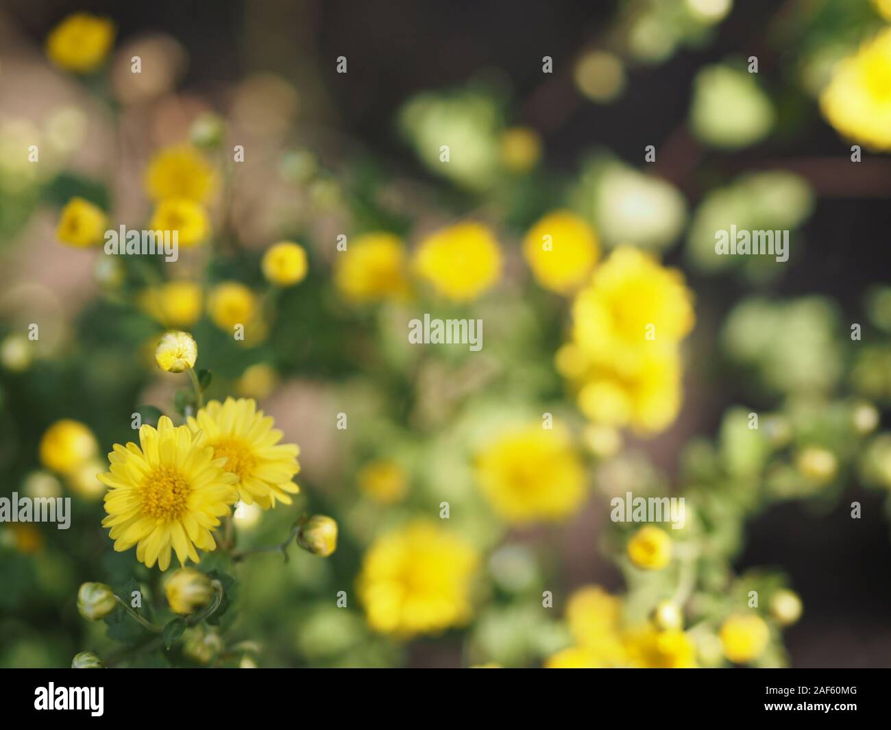 Chrysanthemum yellow flower in nature blurred of background Scientific