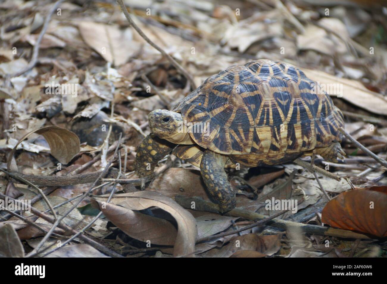 Turtles of pakistan hi-res stock photography and images - Alamy