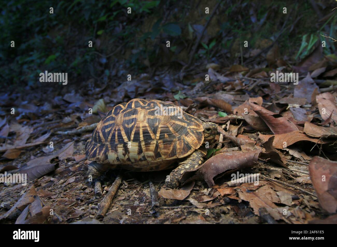 Indian star tortoise (Geochelone elegans) roaming around Stock Photo ...